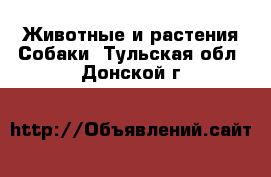 Животные и растения Собаки. Тульская обл.,Донской г.